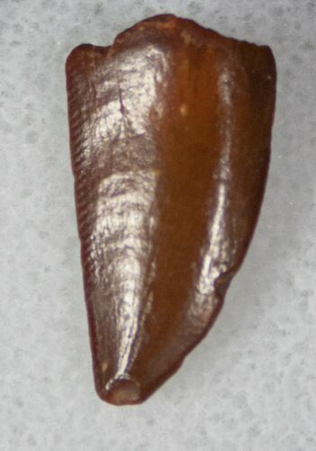 Mahogany Colored Raptor Tooth From Morocco - #13238